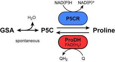 Appropriate Activity Assays Are Crucial for the Specific Determination of Proline Dehydrogenase and Pyrroline-5-Carboxylate Reductase Activities